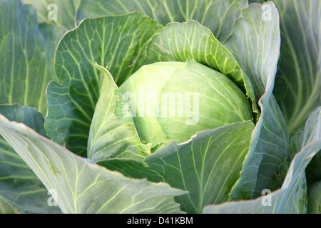 Ernte des Kohls Stockfoto