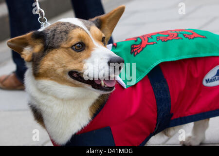 Aberystwyth, Wales, UK. 1. März 2013. Ein Welsh Corgi komplett mit roter Drachenbanner beim ersten St. David's Day Parade in Aberystwyth in mid Wales, die riesige mittags Gedränge und Verkehr Boden zum Stillstand als Bands, Demonstranten und Kinder im Grundschulalter zog der Schutzpatron von Wales Tag gefeiert. Bildnachweis: atgof.co / Alamy Live News Stockfoto
