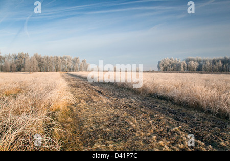 Winter bereift, Bäumen und Gräsern Ansons Bank auf Cannock Chase Gebiet von Außergewähnliche natürlicher Schönheit im Frühling Staffordshire Stockfoto