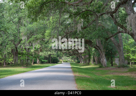 Mepkin Abbey ist eine Gemeinschaft von katholischen Trappisten-Zisterzienser-Mönche befindet sich auf dem Cooper River nördlich von Charleston SC Stockfoto