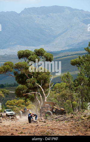 Waldarbeiter Fällen von Pinien in der westlichen Kapregion Südafrika c Stockfoto