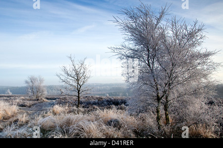 Winter bereift, Bäumen und Gräsern Ansons Bank auf Cannock Chase Gebiet von Außergewähnliche natürlicher Schönheit im Frühling Staffordshire Stockfoto