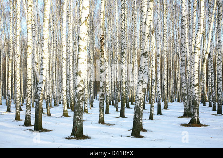 Sonnigen Schnee Birkenhain im Dezember Stockfoto