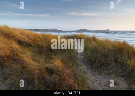 Düne Gräser in warmes goldenes Licht getaucht, mit Würmern Kopf in der Ferne, Rhosilli Bucht, Gower, South Wales Stockfoto