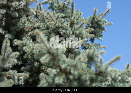 Tanne Baum Himmelblau sonnig Stockfoto