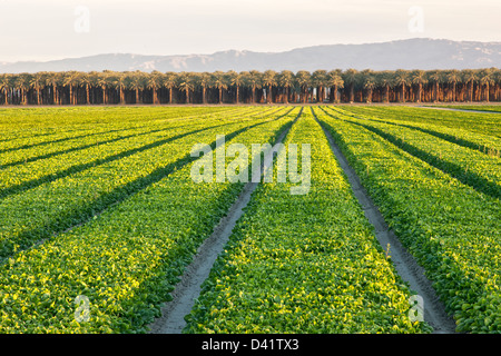 Spinat "Spinacea Oleracea" Zeile Ernte, vor der Ernte, Handflächen Datum. Stockfoto