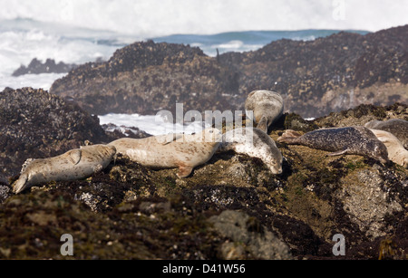 Hafen Sie Seehunde (Phoca Vitulina Richardsi) auf felsigen Nord-Kalifornien Küste an der MacKerricher State Park, USA Stockfoto