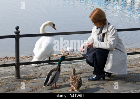 Berlin, Deutschland, eine Frau, die Fütterung der Enten am Tegeler See Stockfoto