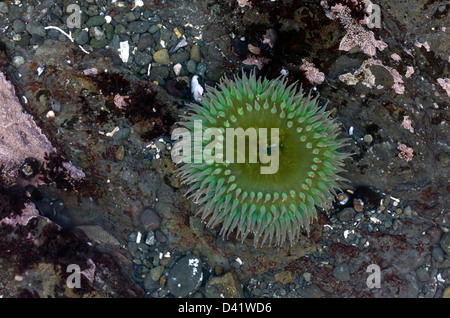 Riesige grüne Anemone (Anthopleura Xanthogrammica) in Tidepool an der Nord-Kalifornien Küste, MacKerricher State Park, USA Stockfoto