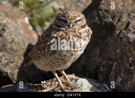 Eingrabende Eule, Athene cunicularia, Überwinterung, in Nordkalifornien, USA Stockfoto