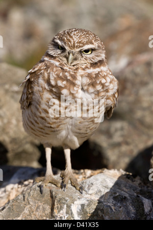 Eingrabende Eule, Athene cunicularia, Überwinterung, in Nordkalifornien, USA Stockfoto