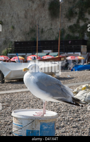 Eine Möwe Schleifen auf einem Boot Farbe Zinn am Strand von Bier. Stockfoto