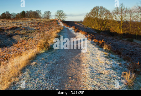 Frühe Frost erste Anzeichen des Winters auf der Cannock Chase Bereich der herausragende natürliche Schönheit im späten Herbst Staffordshire Stockfoto