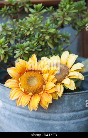 Sonnenblumen in einem Blecheimer Stockfoto