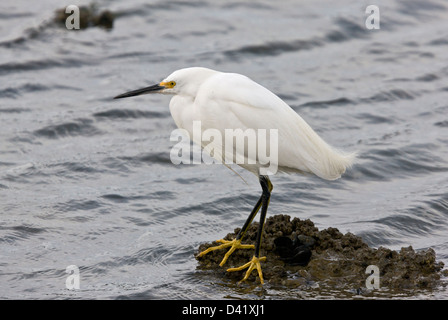 Snowy Silberreiher (Egretta unaufger) Jagd durch die Lagune, Nahaufnahme, Kalifornien, USA Stockfoto