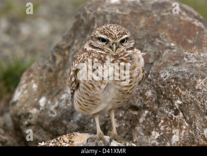 Kanincheneule (Hene Cunicularia) Überwinterung in Nord-Kalifornien, USA Stockfoto