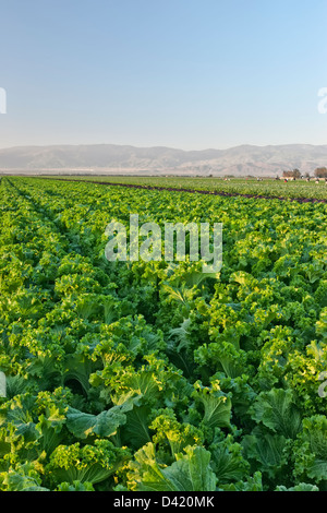 Grünes Senfes Feld "Brassica Juncea" Pre-Ernte. Stockfoto