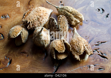 Die behaarte stacheligen Schalen der Buche Nuss Stockfoto