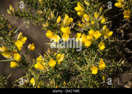 Ein Spritzer wunderschön gelb zu erhellen Spätwinter Stockfoto