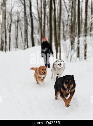 Husky und andere Hunde, die Spaß im Schnee auf den Trails in Mont Royal Park im Winter, Parc du Mont-Royal, Montreal, Quebec Stockfoto