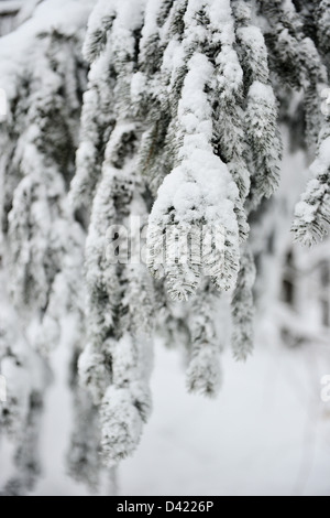 Schneebedeckte Bäume und Pfade in Mont Royal Park im Winter, Parc du Mont-Royal, Montreal, Quebec, Kanada Stockfoto