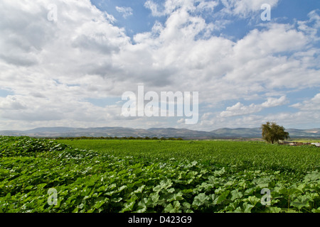 Landwirtschaft im Jordantal Stockfoto