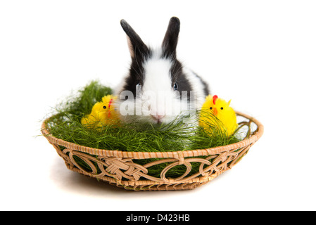 Osterhase mit Küken im Korb Stockfoto