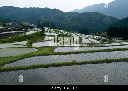 Überfluteten Paddy Reisterrassen mit Feder Keimlinge sprießen in der grünen Berglandschaft von Hata, Präfektur Shiga, Japan. Stockfoto