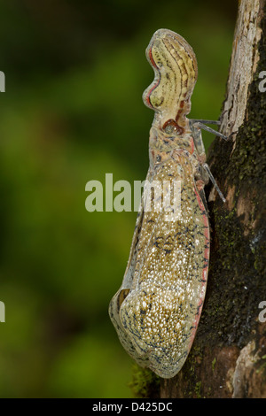 Lantern Fly - (Machaca) - Fulgora Lampetis - Costa Rica - tropischer Trockenwald Stockfoto