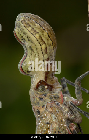 Lantern Fly - (Machaca) - Fulgora Lampetis - Costa Rica - tropischer Trockenwald Stockfoto