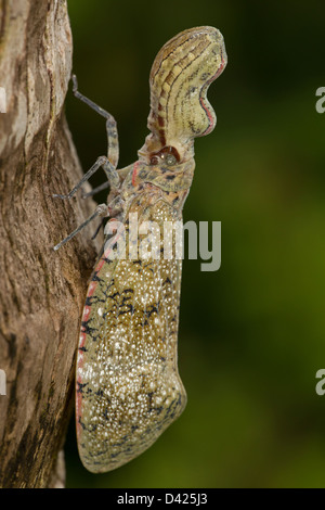 Lantern Fly - (Machaca) - Fulgora Lampetis - Costa Rica - tropischer Trockenwald Stockfoto