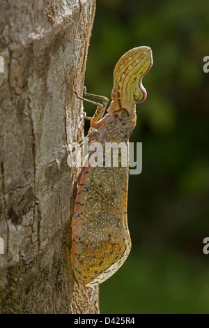 Lantern Fly - (Machaca) - Fulgora Lampetis - Costa Rica - tropischer Trockenwald Stockfoto