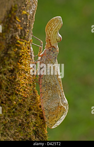 Lantern Fly - (Machaca) - Fulgora Lampetis - Costa Rica - tropischer Trockenwald Stockfoto