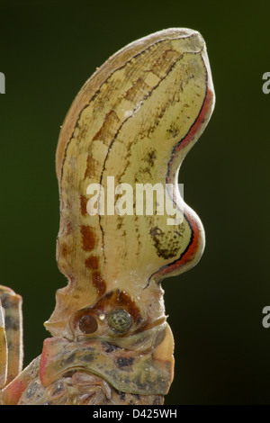 Lantern Fly - (Machaca) - Fulgora Lampetis - Costa Rica - tropischer Trockenwald Stockfoto