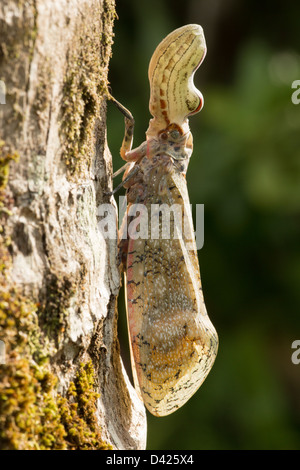 Lantern Fly - (Machaca) - Fulgora Lampetis - Costa Rica - tropischer Trockenwald Stockfoto