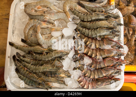 Frische, rohe Garnelen und Krabben am Jagalchi-Fischmarkt Stockfoto