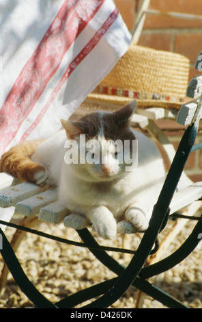 White + schwarze Katze liegend auf Gartenstuhl Stockfoto