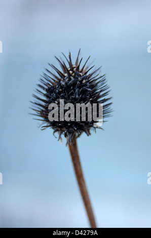 Sonnenhut seedhead Stockfoto