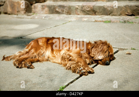 Heybeliada, Istanbul, Türkei, Cockerspaniel in der Sonne liegen und schläft Stockfoto