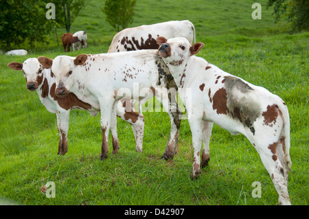 Ein paar Nguni im Feld zusammen Stockfoto