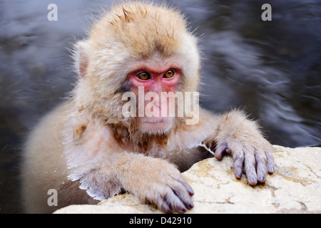 Einen japanischen Makaken entspannt sich in der heißen Quelle. Stockfoto