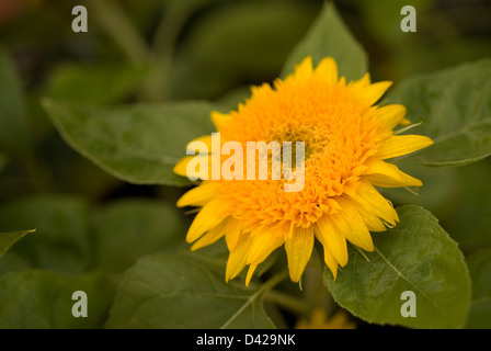 Sonnenblume Helianthus Annuus "Teddybär", Asteraceae Stockfoto