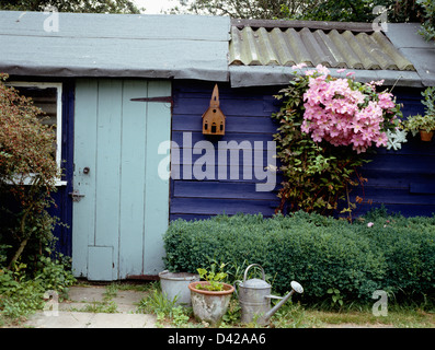 Blasse blaue Tür in gemalten blauen Holzschuppen mit rosa Clematis an Wänden und alte Gießkanne neben niedrigen Hecke Stockfoto