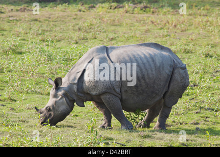 Ein gehörnter Rhinoceros Essen Grass, Kaziranga Nationalpark, Indien. Stockfoto