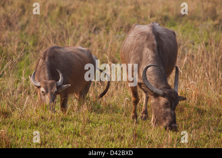 Wilde Büffel, Kaziranga Nationalpark, Indien. Stockfoto