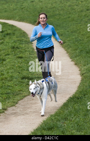 Weibliche Jogger Ausübung husky Hund Stockfoto