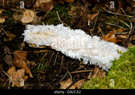 Haareis, Eisbildung auf abgestorbenem Holz Stockfoto