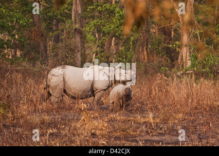 Einem gehörnten Nashorn und jungen, Kaziranga Nationalpark, Indien. Stockfoto