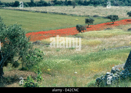 Olivenbäume und Mohn wächst in Felder in Apulien Italien Stockfoto