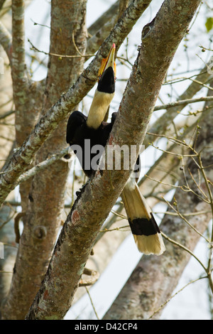 Großes Hornbill, Kaziranga Nationalpark, Indien. Stockfoto